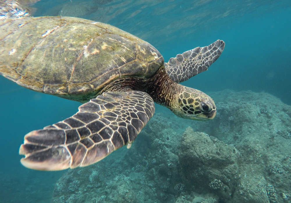 NADO CON TORTUGAS