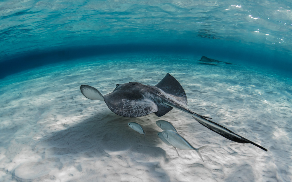NADO CON TORTUGAS