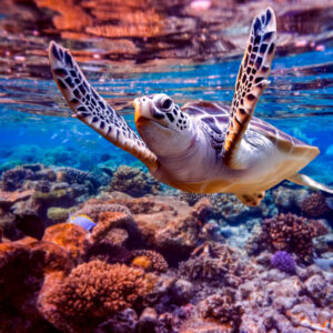 NADO CON TORTUGAS