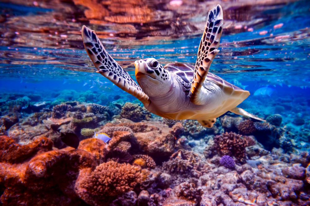 NADO CON TORTUGAS